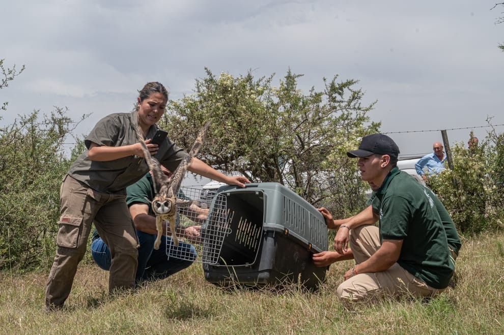 San Justo y Cosme: liberan más de 40 ejemplares de fauna silvestre rehabilitados | Actualidad