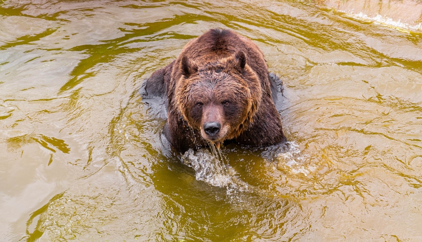 El oso Koda, del Parque de la Biodiversidad, tiene un tumor maligno y se encuentra bajo tratamiento | Córdoba
