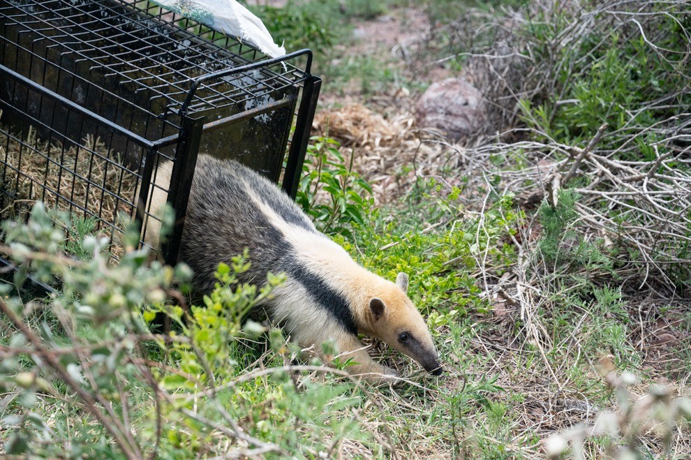 Liberaron un oso melero y más de 30 animales silvestres en el norte de Punilla | Actualidad