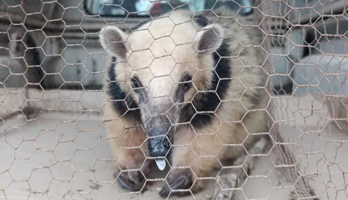 Rescató a un oso melero en San José que estaba acorralado por perros para su posterior liberación | Córdoba