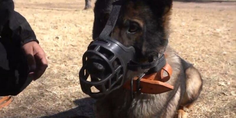 Registro obligatorio: ya se inscribieron 5.701 perros potencialmente peligrosos en la ciudad | Servicios