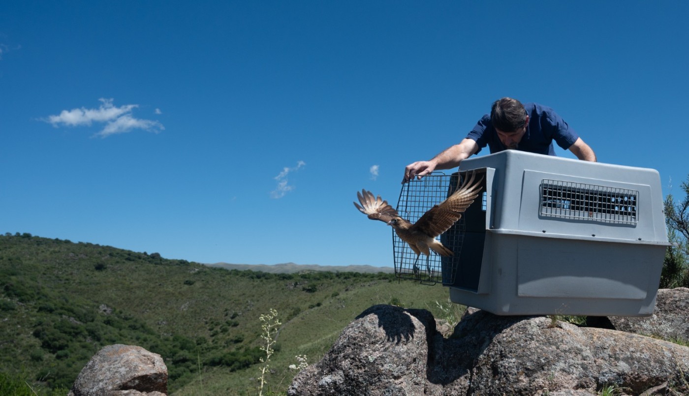 Liberaron 13 especies de animales silvestres rehabilitados en el Parque de la Biodiversidad | Córdoba