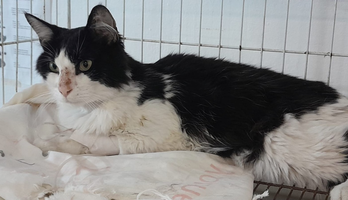 Alerta veterinaria por un virus mortal en gatos: la atención inmediata y la vacunación son clave | Actualidad