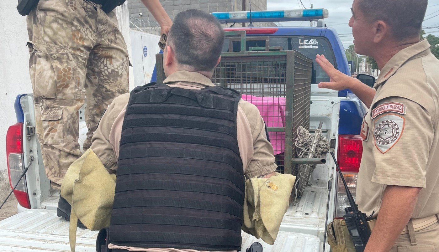 Rescataron en Villa Siburu a un mono tití que apareció en una casa | Córdoba