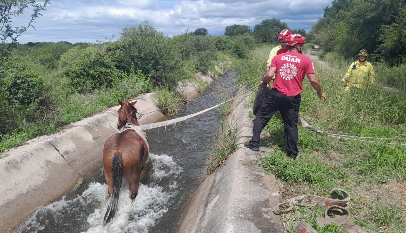 Rescataron a un caballo que cayó en un canal de riego tras las intensas lluvias | Córdoba