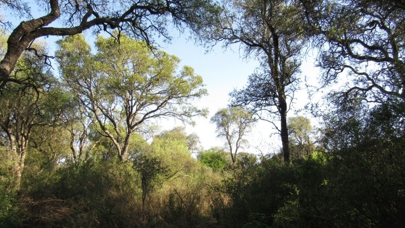 Se amplía el plazo para acceder al Programa de Pago por Servicios Ambientales | Servicios