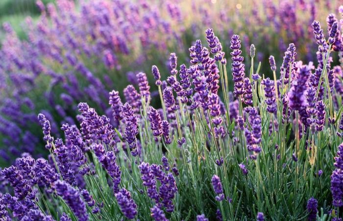 Donde el violeta perfuma las sierras: un viaje entre los campos de lavanda de Córdoba | Visita Córdoba