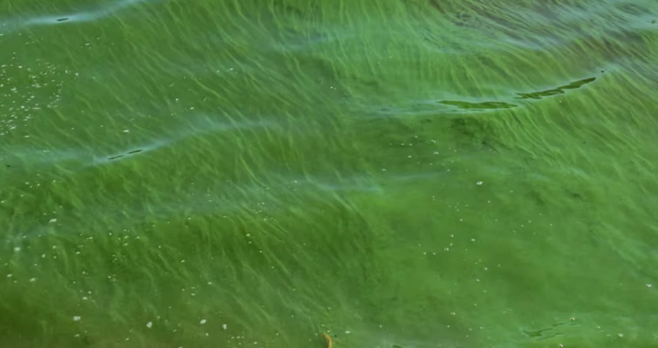 Alerta roja por cianobacterias en la República de los Niños y otros puntos de Buenos Aires | Curiosidades