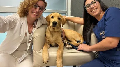 Dog-Tor: el perro que acompaña a los pacientes, una iniciativa innovadora con grandes resultados | Curiosidades