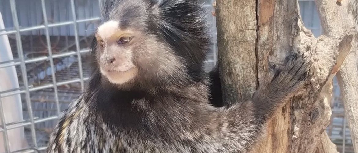 Policía Ambiental rescató fauna silvestre retenida ilegalmente en una vivienda de Laguna Larga | Córdoba