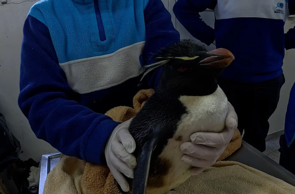 Desnutrición y presión humana, las principales causas de asistencia a animales marinos en 2025 | Curiosidades