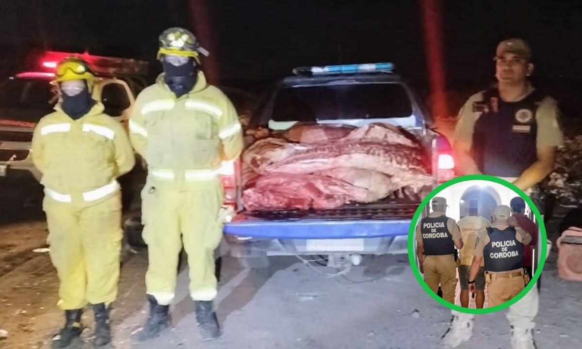 Faena clandestina: secuestran 500 kilos de carne en el norte cordobés | Córdoba