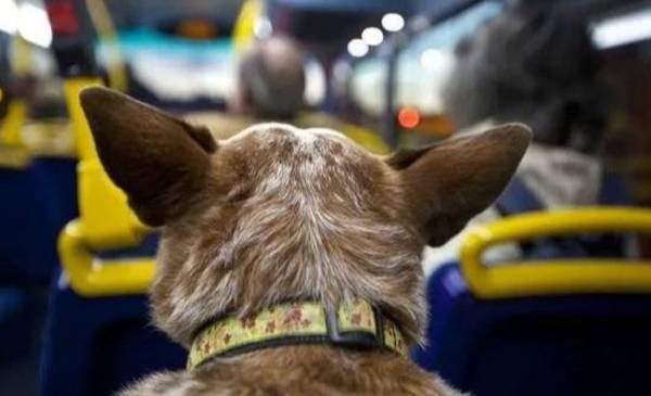 Autorizan el traslado de animales domésticos en el transporte de larga distancia | Actualidad