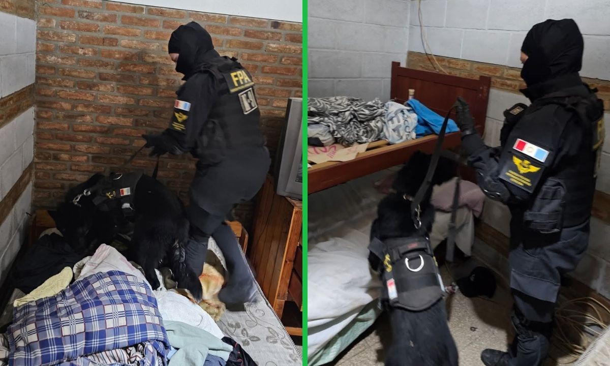 Villa Carlos Paz: El perro Goku detectó droga oculta y cayó un narcomenudista | Córdoba