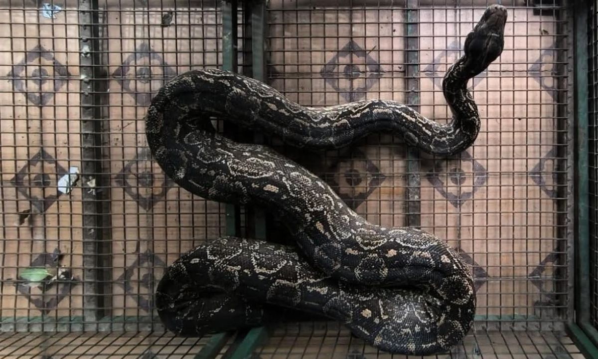 Encontraron una lampalagua gigante en una casa de Córdoba: lograron rescatarla | Córdoba