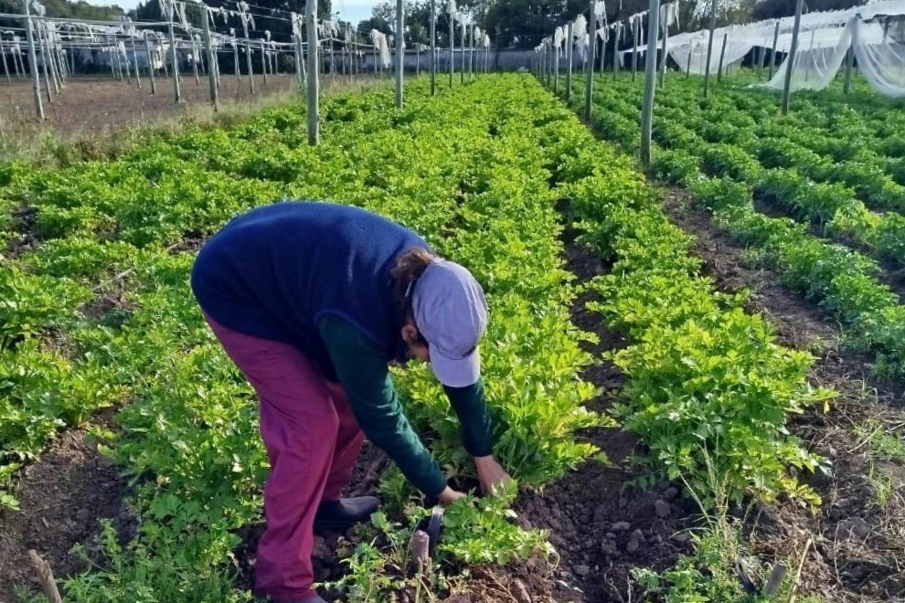 Abren las inscripciones para participar del programa “La Huerta en Tu Hogar” 2026 | Servicios
