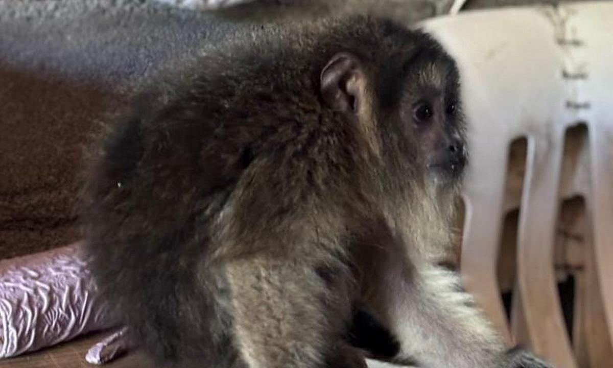 Rescate animal en Córdoba: la Patrulla Ambiental puso a salvo a un mono carayá | Córdoba