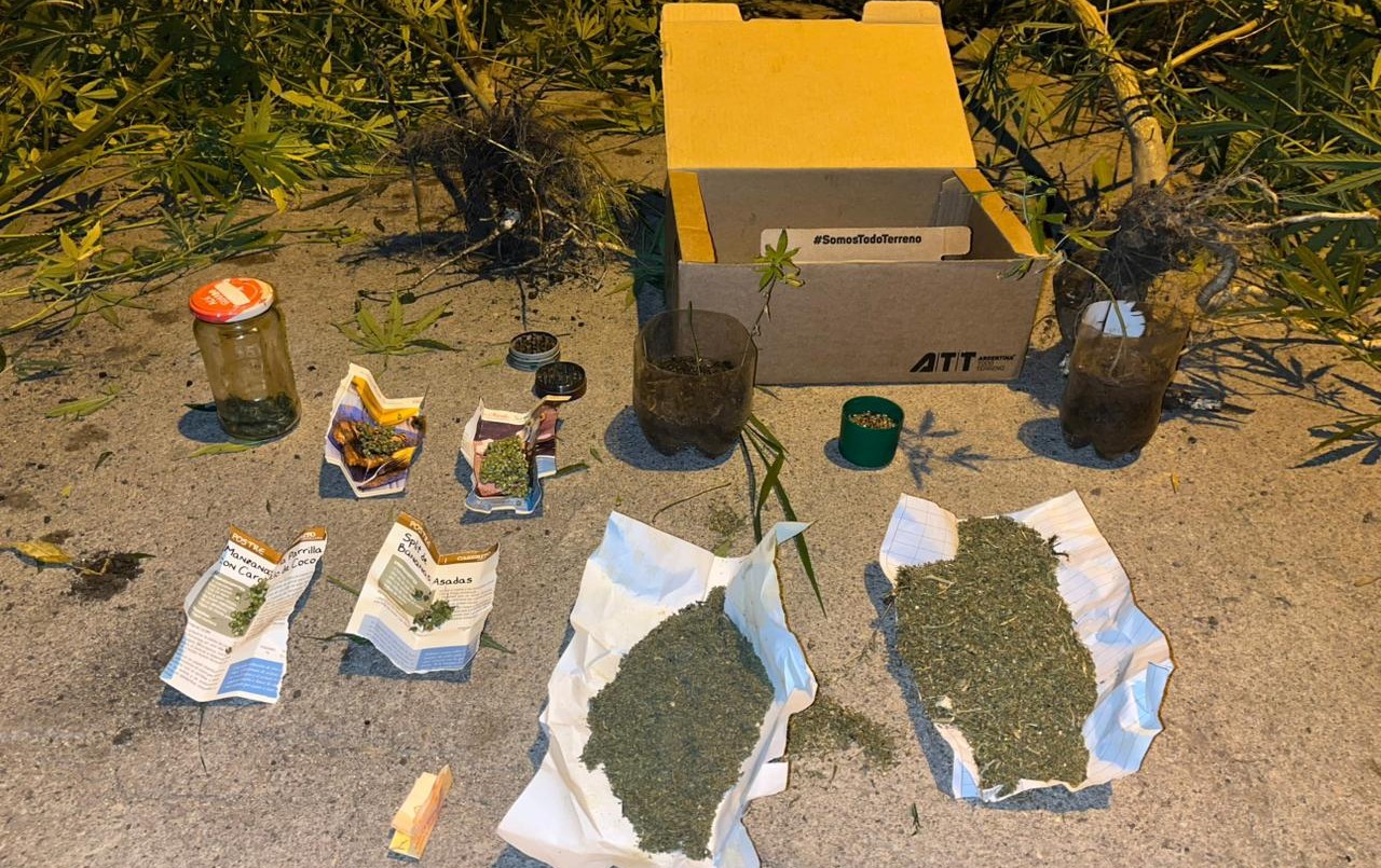 Cayó un hombre con 61 plantas de marihuana en barrio 1° de Mayo | Córdoba