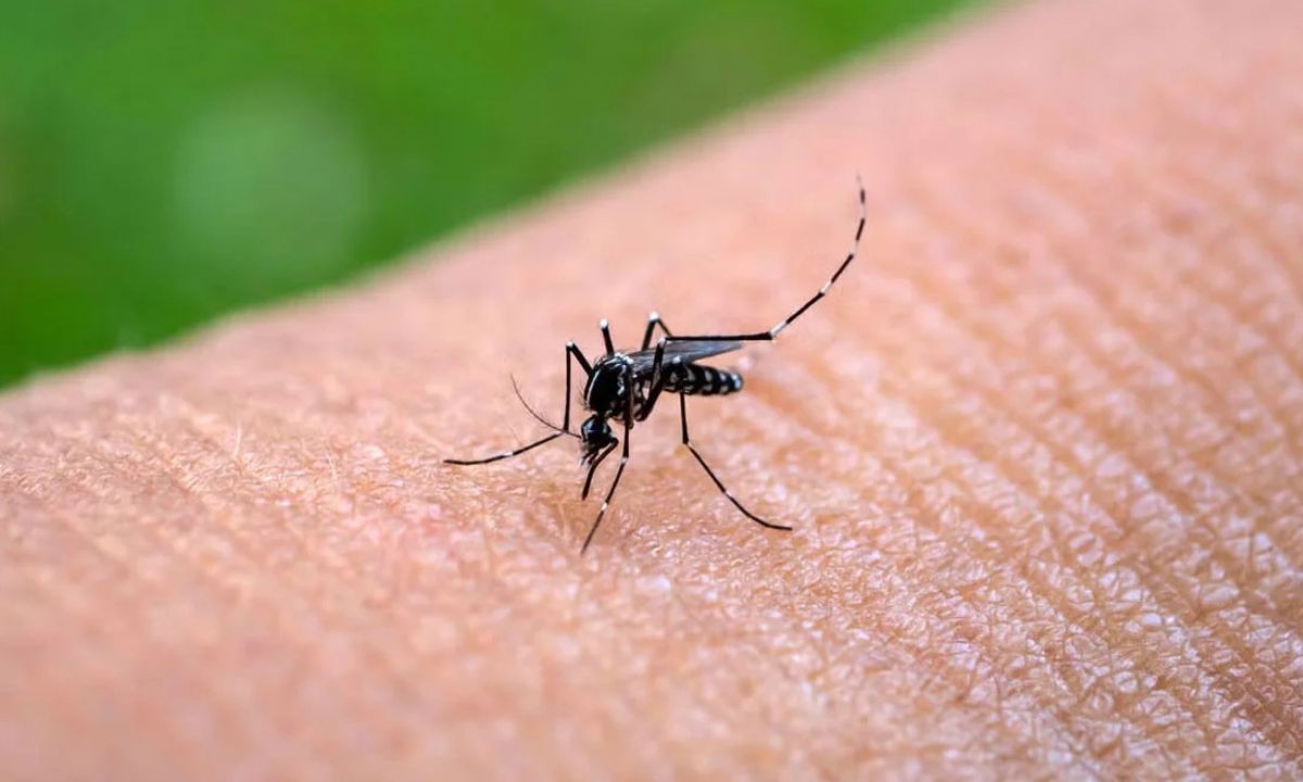 Alerta por chikungunya: ya son 433 los casos confirmados en toda la Argentina | Actualidad