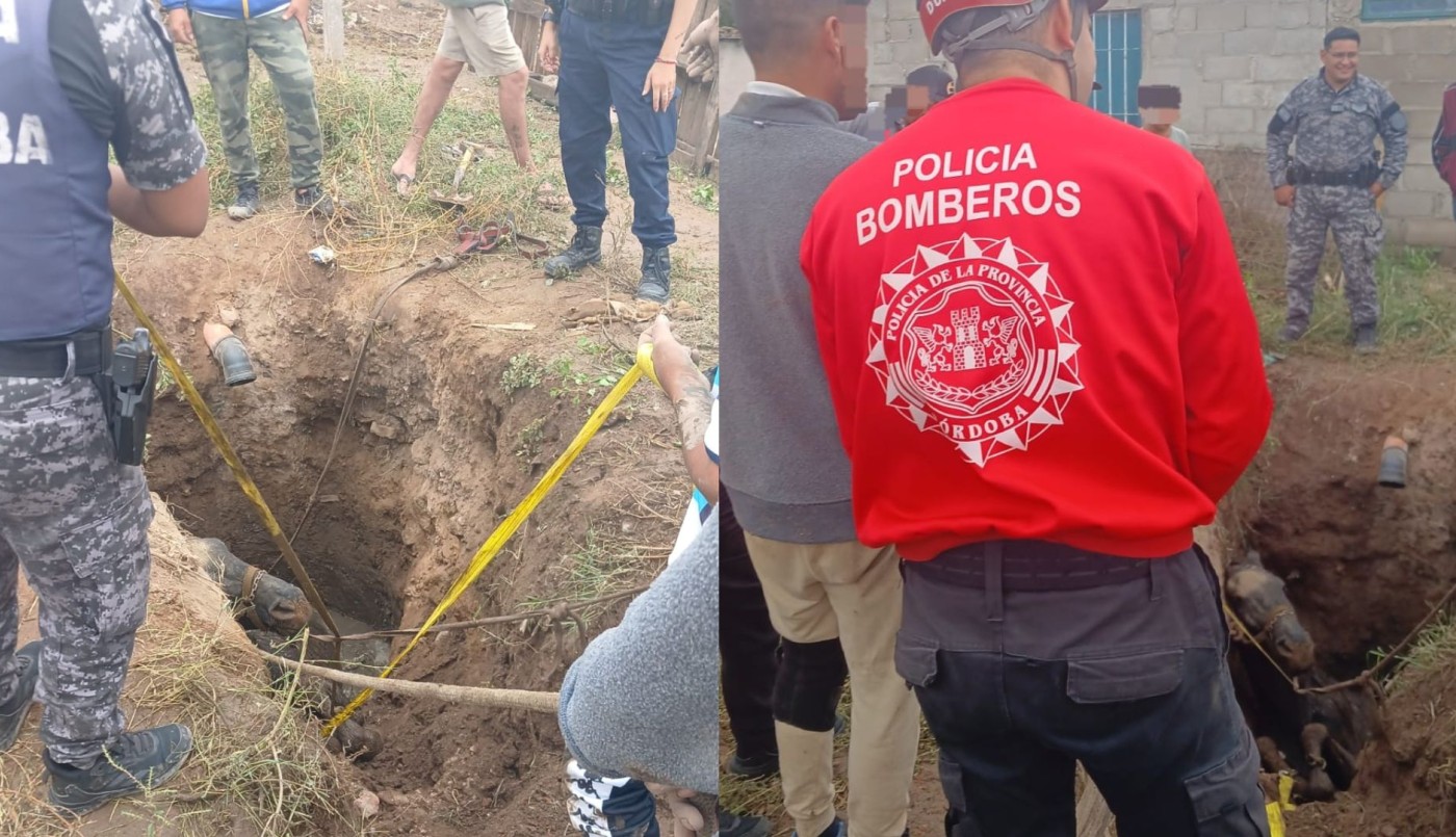 Rescate en barrio Los Filtros: salvaron a un caballo que cayó en un pozo ciego | Córdoba
