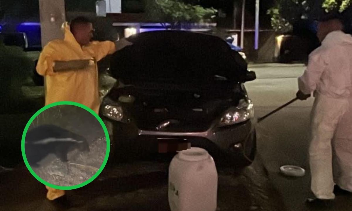 Patrulla Rural rescató a un zorrino juvenil oculto en un auto en Villa Belgrano | Córdoba