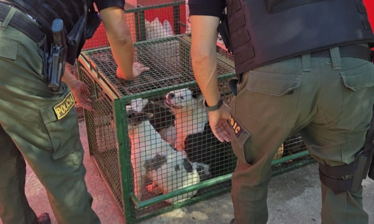 Rescatan a más de 30 perros de un criadero clandestino en el barrio Villa Unión | Córdoba