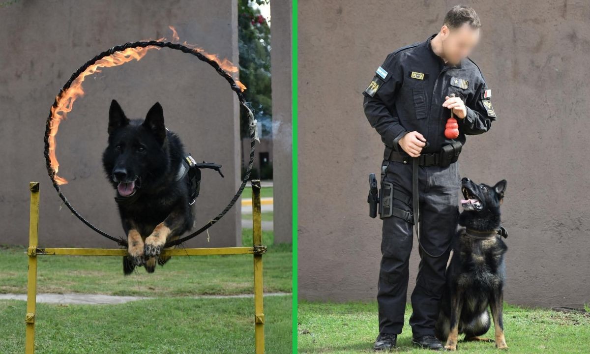 Se retiró Buster: el perro de la FPA que logró 344 operativos exitosos | Córdoba