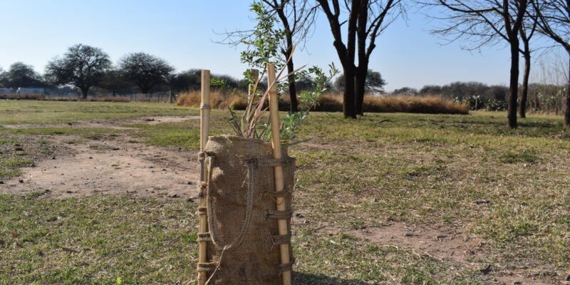 Célula de Bosque: la UCC impulsa un dispositivo innovador para restaurar ecosistemas | Curiosidades