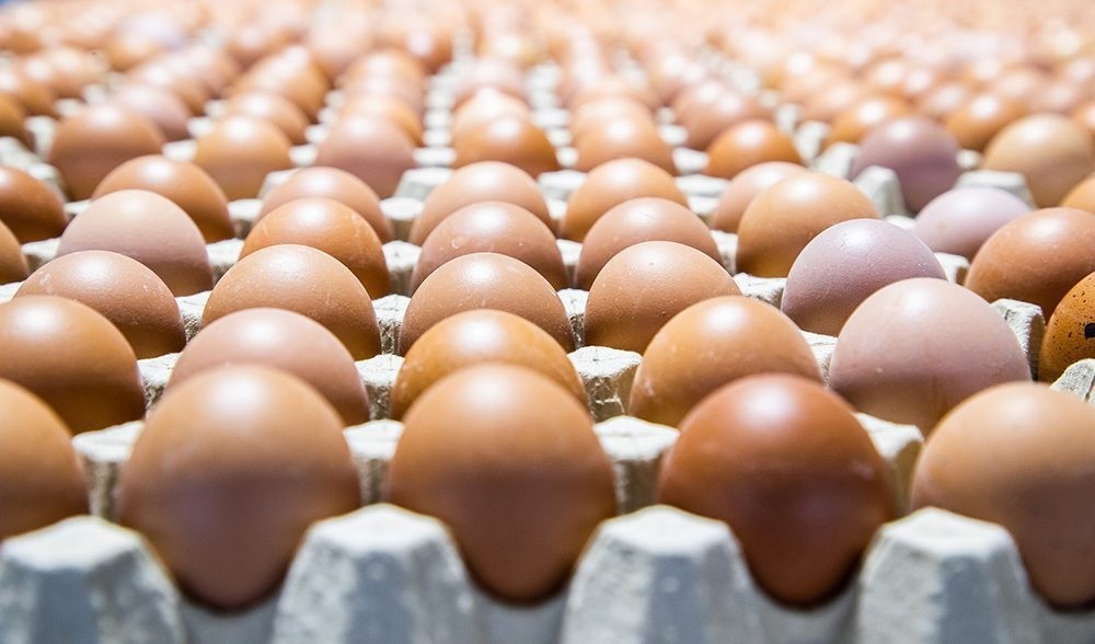 Huevos cordobeses al mundo: productores exportarán huevo deshidratado a Japón y Rusia | Córdoba