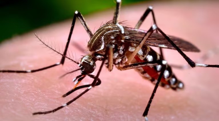 Detectan nuevos casos de chikungunya autóctono en Córdoba | Córdoba