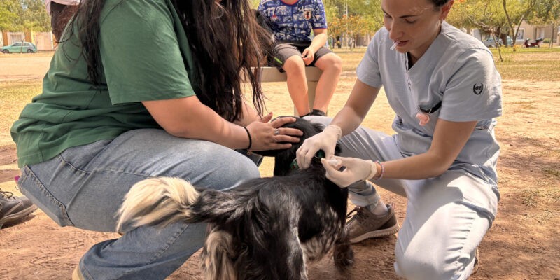 Jornadas itinerantes de vacunación antirrábica gratuita para perros y gatos en la ciudad | Servicios