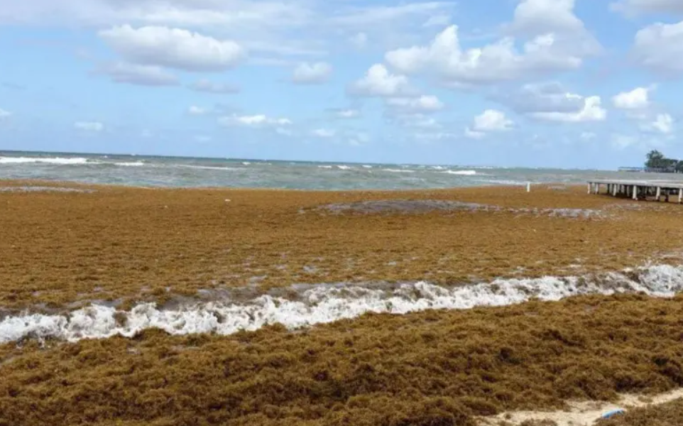 Sargazo obliga a cerrar la playa West Bay en Roatán en plena temporada alta turística | Internacionales