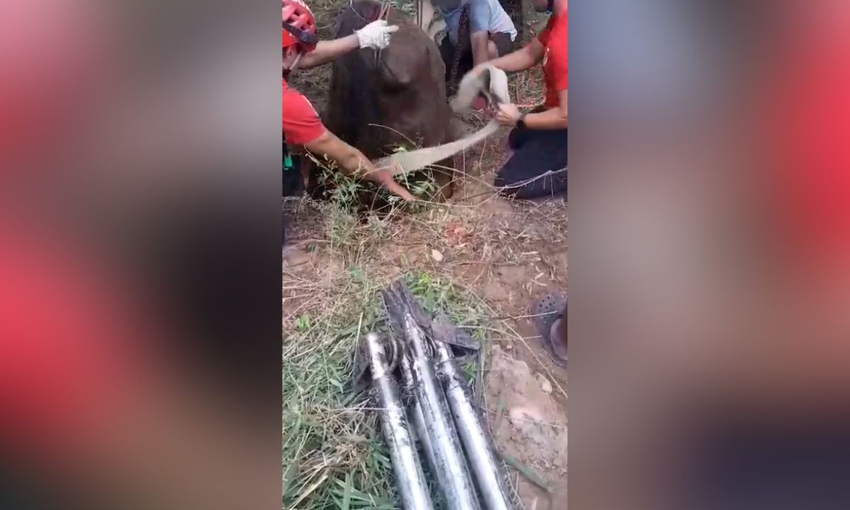 Milagroso rescate de un caballo que cayó a un pozo ciego en Cruz del Eje | Córdoba