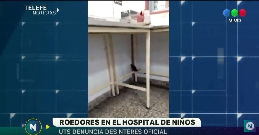 Denuncian la presencia de roedores en el Hospital de Niños | Córdoba