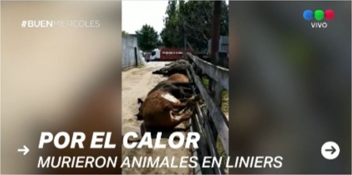 Por la ola de calor, murieron 100 animales en el Mercado de Liniers | Actualidad