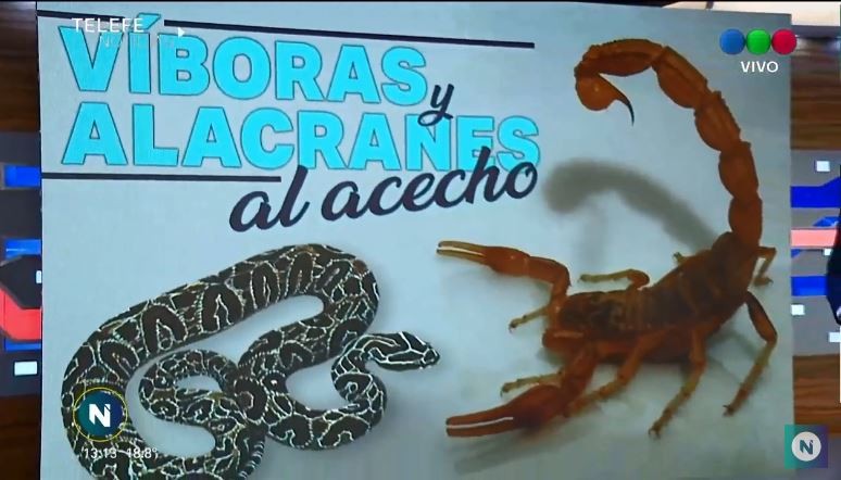 Víboras y alacranes al acecho: crece el número de afectados | Córdoba
