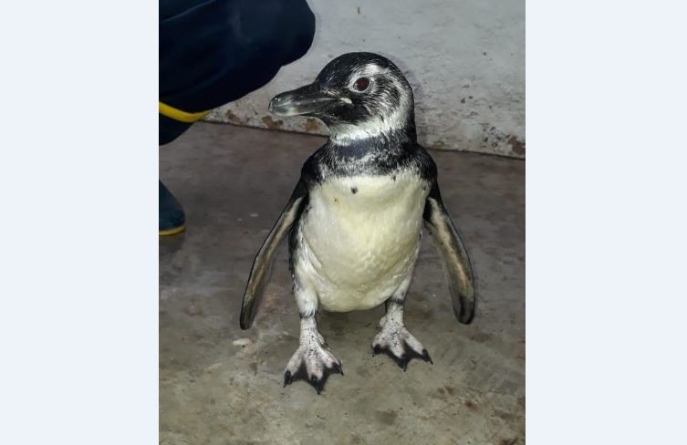 Rescataron a un pingüino de una vivienda en Santa Rosa de Calamuchita | Córdoba