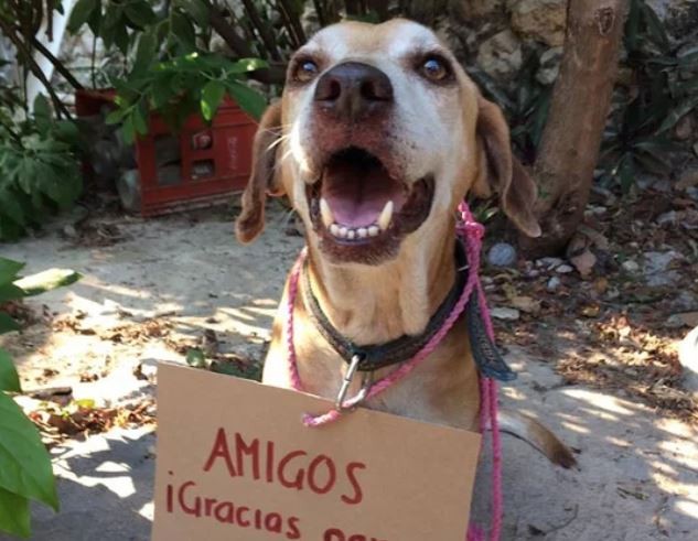 El perro con cáncer que vendía postres pudo pagar su quimioterapia | Actualidad