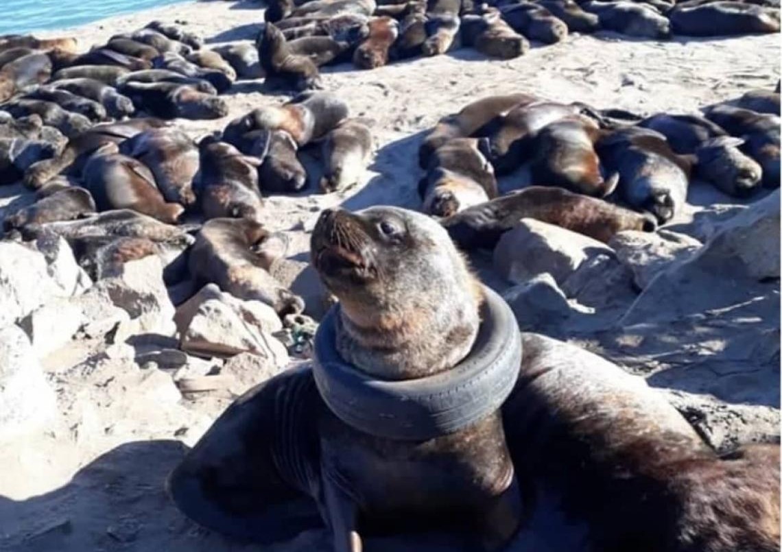 Video: así liberaron al lobo marino que estaba atrapado con un neumático al cuello | Actualidad