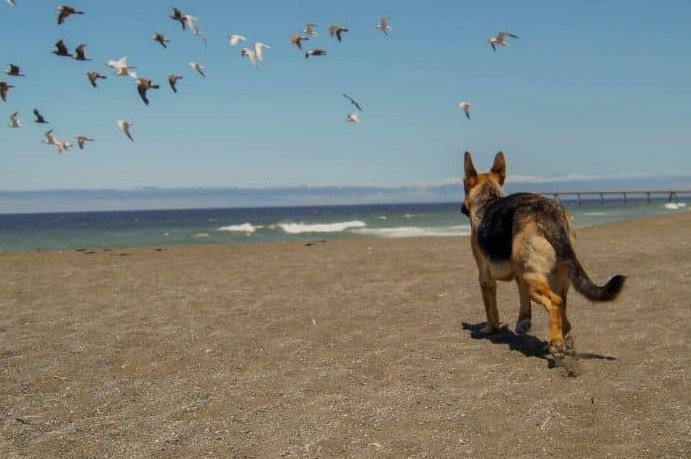 Prohibirán que los perros entren a la playa y aplicarán duras sanciones a los dueños | Actualidad