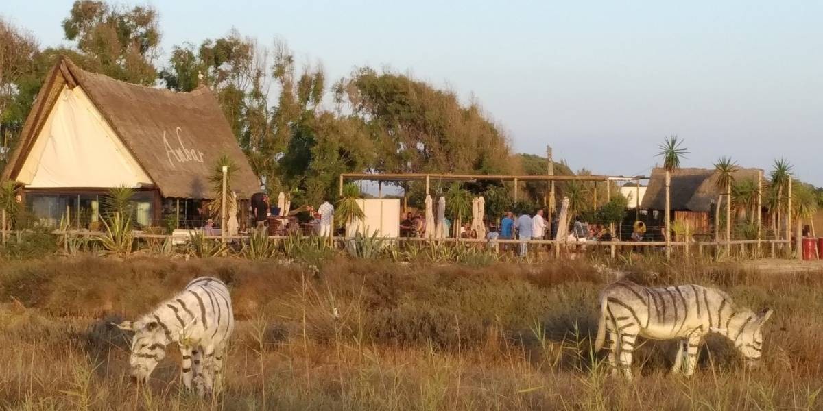 El extraño zoológico de España en el que pintaron burros para que parezcan cebras | Actualidad