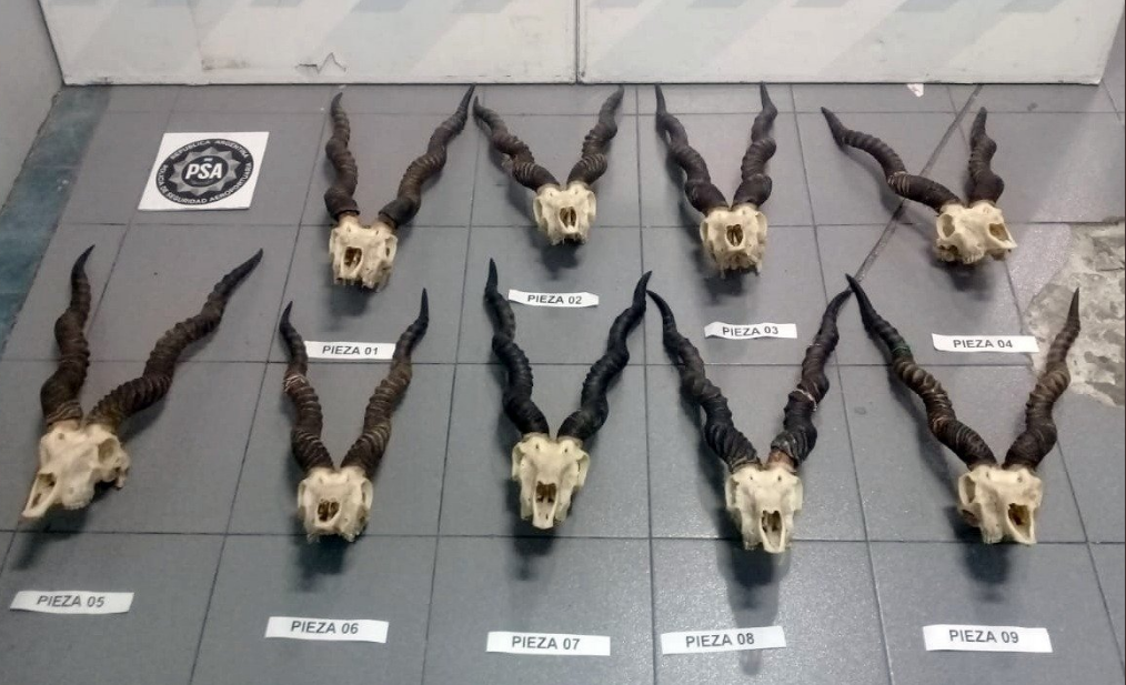 Insólito: encontraron nueve cráneos de antílope en el equipaje de un pasajero en Ezeiza | Actualidad