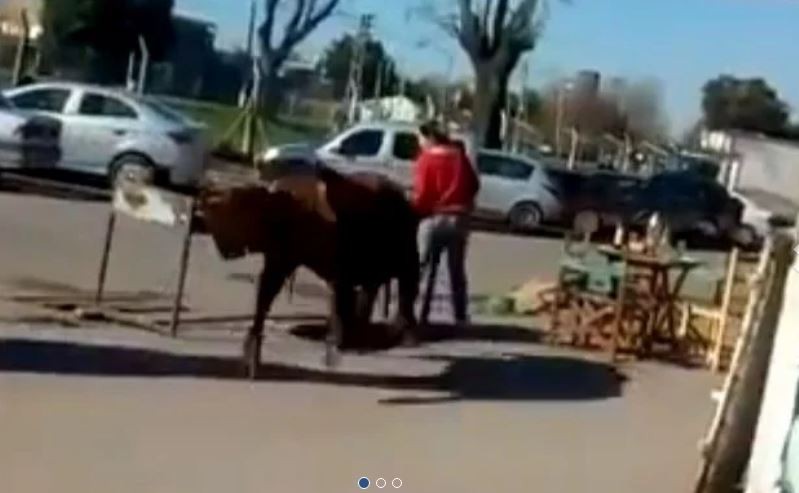 Video: un toro se escapó de un frigorífico y embistió a una mujer en plena calle | Actualidad