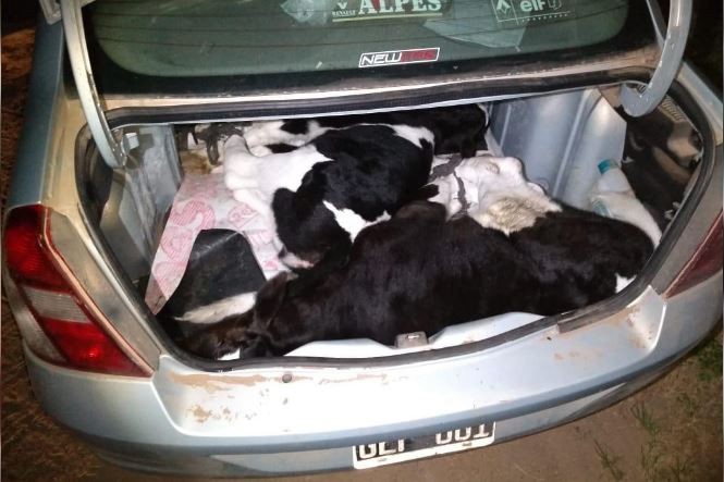 Cuatreros en auto, robaban dos terneros en el baúl de un Renault Clio | Actualidad