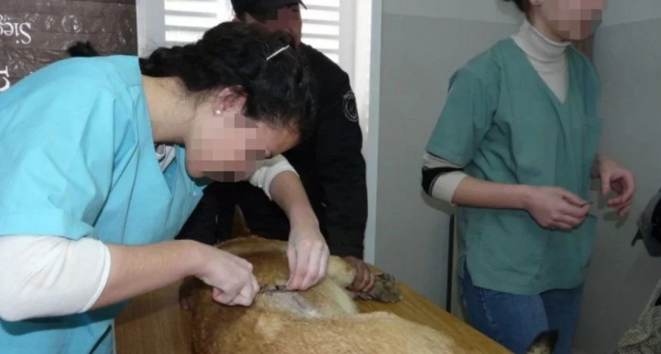 Vecinos de Godoy Cruz agredieron a un sospechoso de envenenar a los perros del SUPE | Actualidad