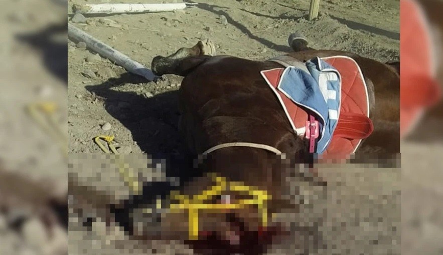 Video: un caballo murió en una carrera y el jockey se quebró la cadera | Actualidad