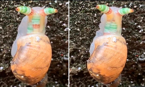 La historia detrás del "caracol zombie": está controlado por un parásito | Curiosidades