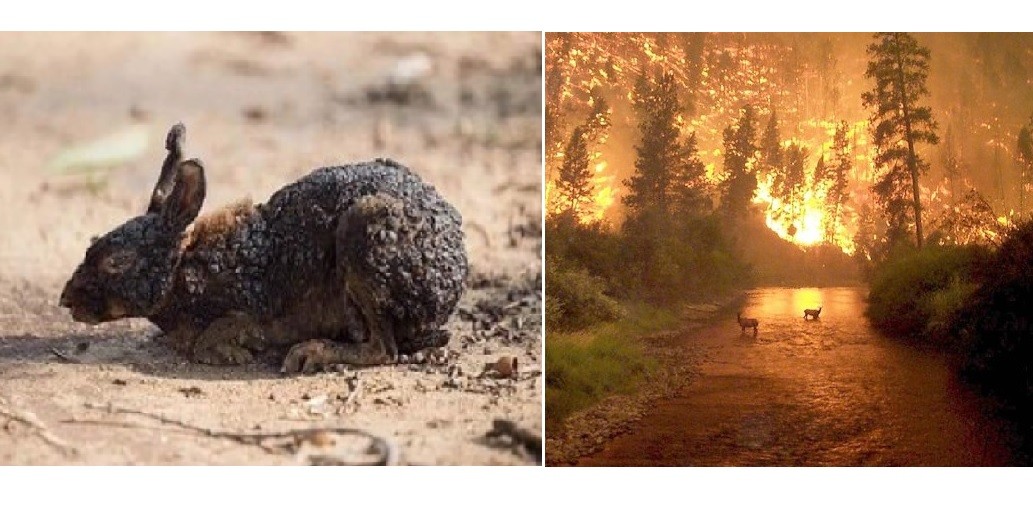 Incendios en el Amazonas: fotos engañosas, en medio del drama | Internacionales
