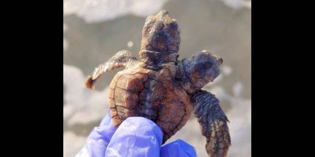 Hallaron una curiosa tortuga bebé de dos cabezas | Curiosidades
