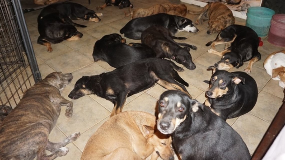 Una mujer hospeda a 97 perros en su casa para salvarlos del huracán Dorian | Actualidad